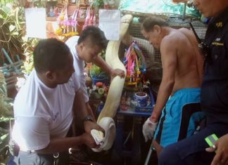 Rescue workers were eventually able to free Surin Chan-in from the tight grasp of his giant reticulated python.