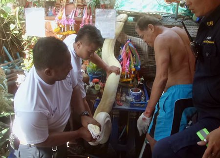 Rescue workers were eventually able to free Surin Chan-in from the tight grasp of his giant reticulated python.