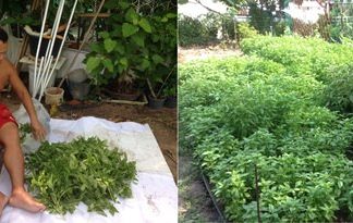 House cleaner turned gardener a role model in self sufficiency