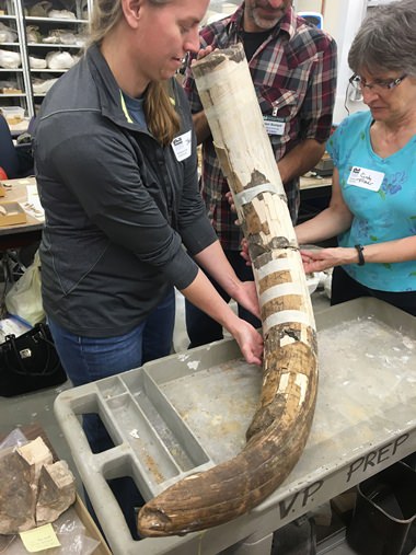 In this 2012 photo provided by the University of Michigan Museum of Paleontology, Jessi Halligan, left, and other researchers hold a partially reassembled Mastodon tusk from the Page-Ladson archaeological site in Florida. Scientists said the mastodon tusk had long, deep grooves which were made by people, probably as they worked to remove the tusk from a skull. (DC Fisher/University of Michigan Museum of Paleontology via AP)