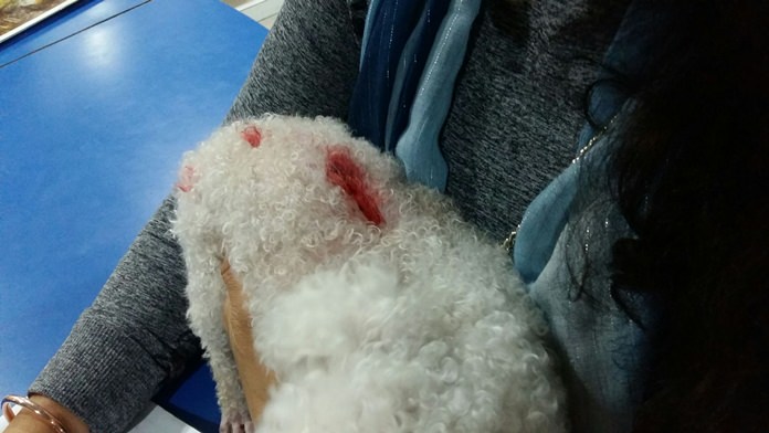 Ploypapas Charoenitiwat brought here bloodied poodle in to police to file a report against her Finnish neighbor, saying the man abused her dog while it was playing in her yard.