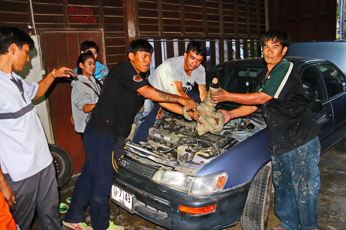 It took them 2 hours, but rescue workers finally managed to extract the monitor lizard from Thongchai’s Toyota.