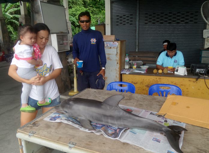 A juvenile dolphin died despite rescue efforts by Pattaya locals.