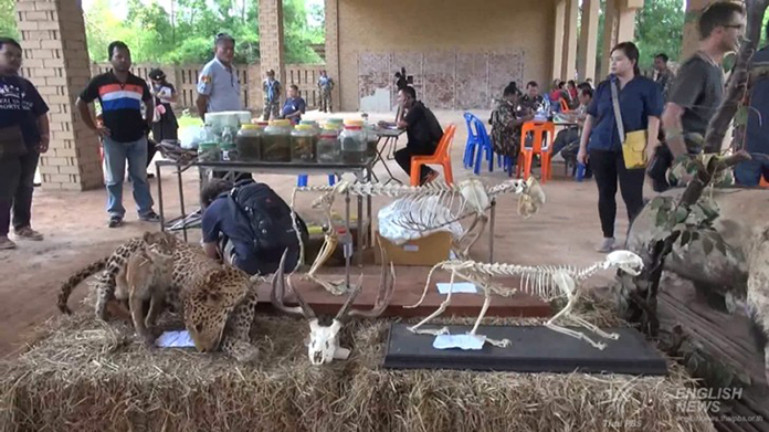 Tiger’s Temple faces eight counts of charges