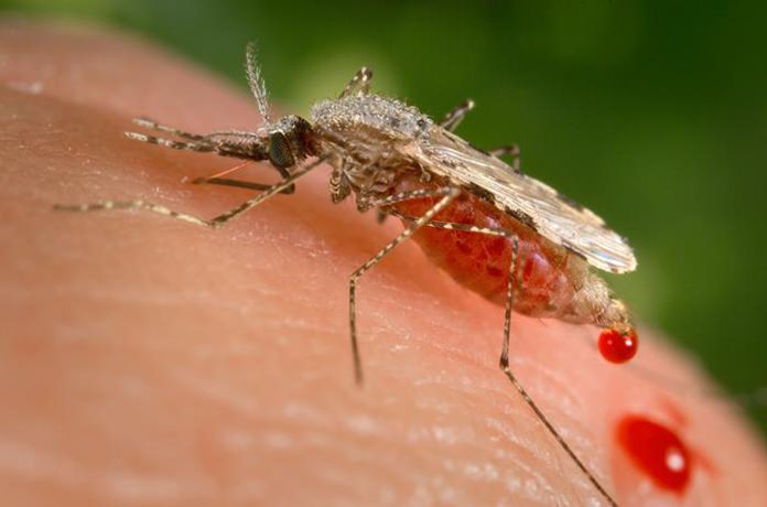 A powerful new technology holds the promise of rapidly altering genes to make malaria-proof mosquitoes, eliminate their Zika-carrying cousins or wipe out an invasive species, but advisers to the government say these so-called “gene drives” aren’t ready to let loose in the wild just yet. (James Gathany/CDC via AP)