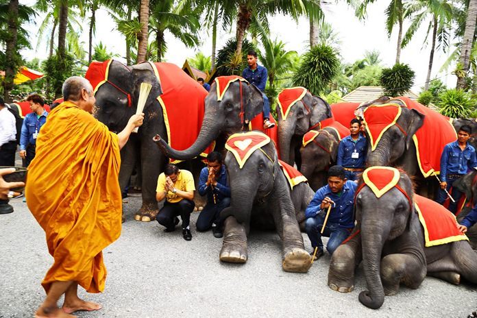 A revered monk blesses the elephants at Nong Nooch Tropical Garden.