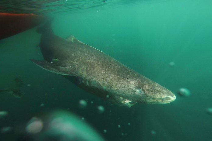 This undated photo made available by Julius Nielsen on Aug. 11, 2016 shows a Greenland shark slowly swimming away from a boat, returning to the deep and cold waters of the Uummannaq Fjord in northwestern Greenland during tag -and- release program in Norway and Greenland. In a report released Thursday, Aug. 11, 2016, scientists calculate this species of shark is Earth’s oldest living animal with a backbone. They estimate that one of those they examined was born roughly 400 years ago, about the time of the Pilgrims in the U.S., and kept on swimming until it died only a couple years ago. (Julius Nielsen via AP)
