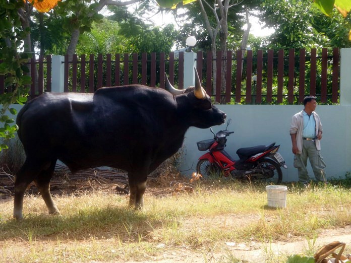 Banglamung officials were able to corner, and eventually capture a large bull water buffalo before it could do any damage to people or property in the neighborhood.