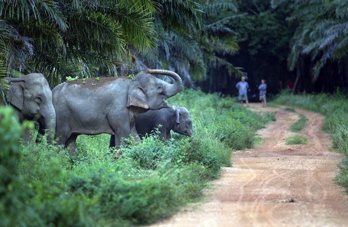 To stop wild elephants rampaging through their crops, such as these seen crossing a dirt road in Pana, Chanthaburi, farmers are trying a pilot scheme run by the Thai Department of National Parks that is deploying bees as a new line of defense, exploiting elephants’ documented fear of bee stings. Chanthaburi province shares its western border with Chonburi and Rayong. (AP Photo/Gemunu Amarasinghe)