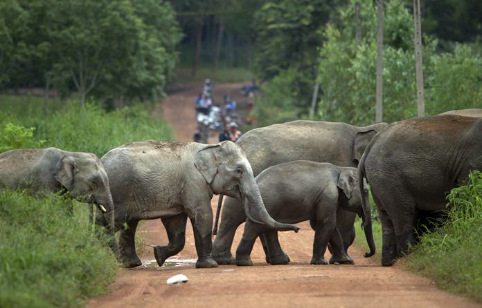 A herd of wild elephants cross a dirt road in Pana, Chanthaburi province. (AP Photo/Gemunu Amarasinghe)