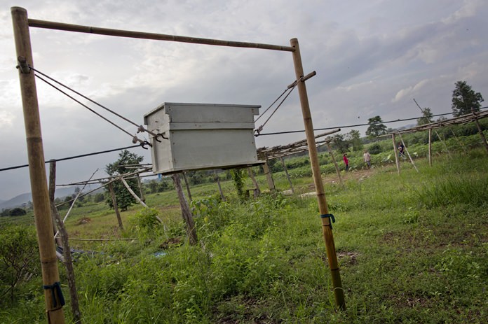 Beehives are raised on a bamboo structure in part of a project to deter elephants from encroaching on private farmland in Pana. (AP Photo/Gemunu Amarasinghe)