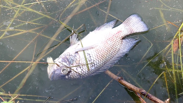 An underpowered pump is being blamed for dead fish that have polluted a pond at a Nongprue park.