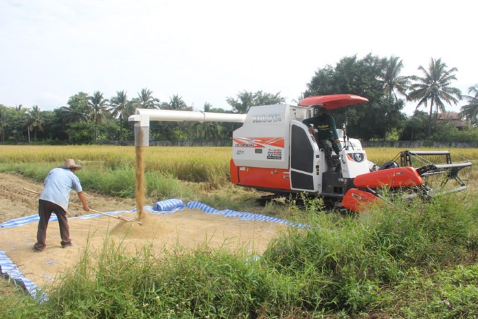 Farmers receive help from the Agriculture Department with the use of combine harvesters to harvest rice in the Chiang Mai, Lamphun, Chiang Rai and Mae Hong Son.