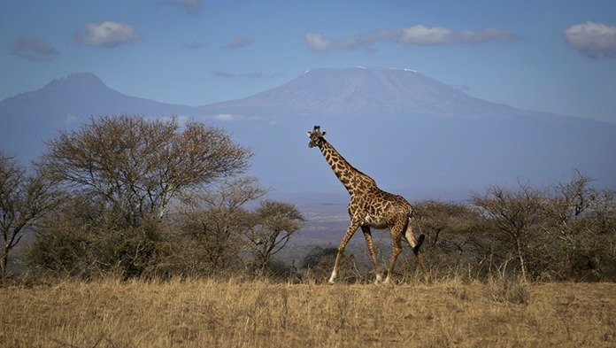 In this photo taken Thursday, Aug. 18, 2016, a giraffe walks across the savannah in Amboseli national park, Kenya, as the highest mountain in Africa Mount Kilimanjaro in Tanzania is seen in the background. Statuesque giraffes, overlooked because they seem to be everywhere, are now vulnerable to disappearing off the face of the Earth according to biologists who create the world’s extinction watch list, at a biodiversity meeting in Mexico Wednesday, Dec. 7, 2016. (AP Photo/Khaled Kazziha)