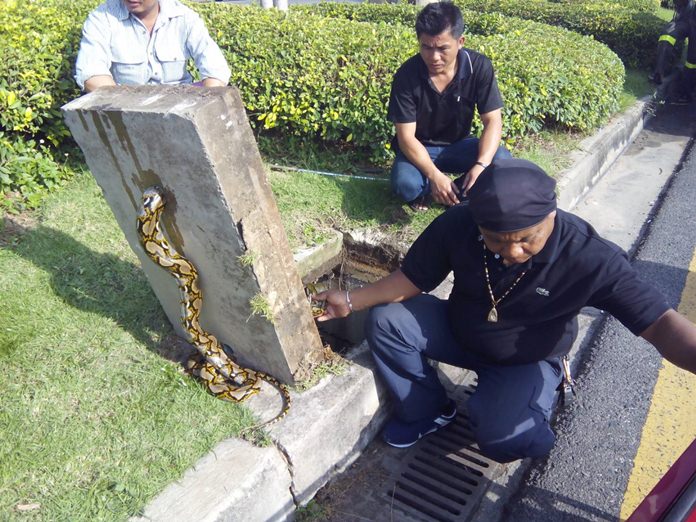 Officers were called to the traffic island in the middle of Sukhumvit Road to save a giant python that got stuck in a hole.