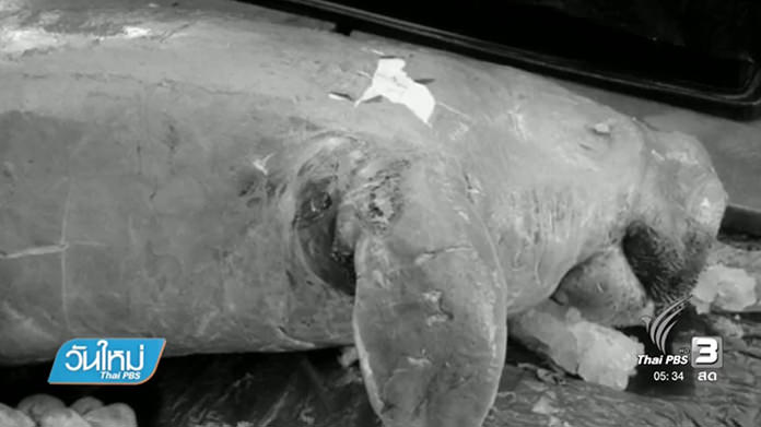 Last dugong found dead in the Gulf?