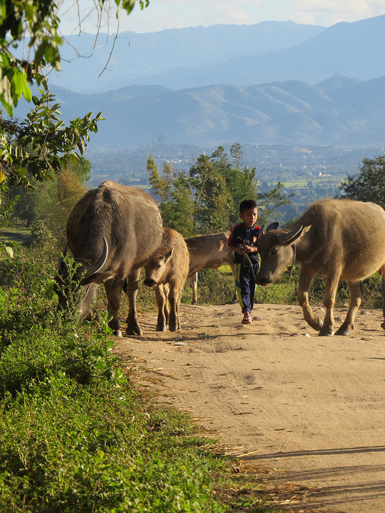 A young Akha boy brings the cows back up the hills from grazing in the valley at the end of the day.