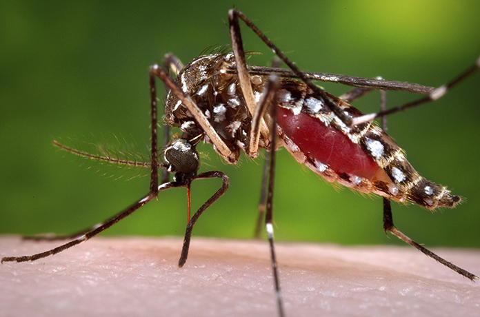 Researchers infected lab mosquitoes with genetically weakened malaria parasites, and then recruited volunteers willing to be bitten - a lot - to test a possible new strategy for a vaccine. (James Gathany/Centers for Disease Control and Prevention via AP, File)