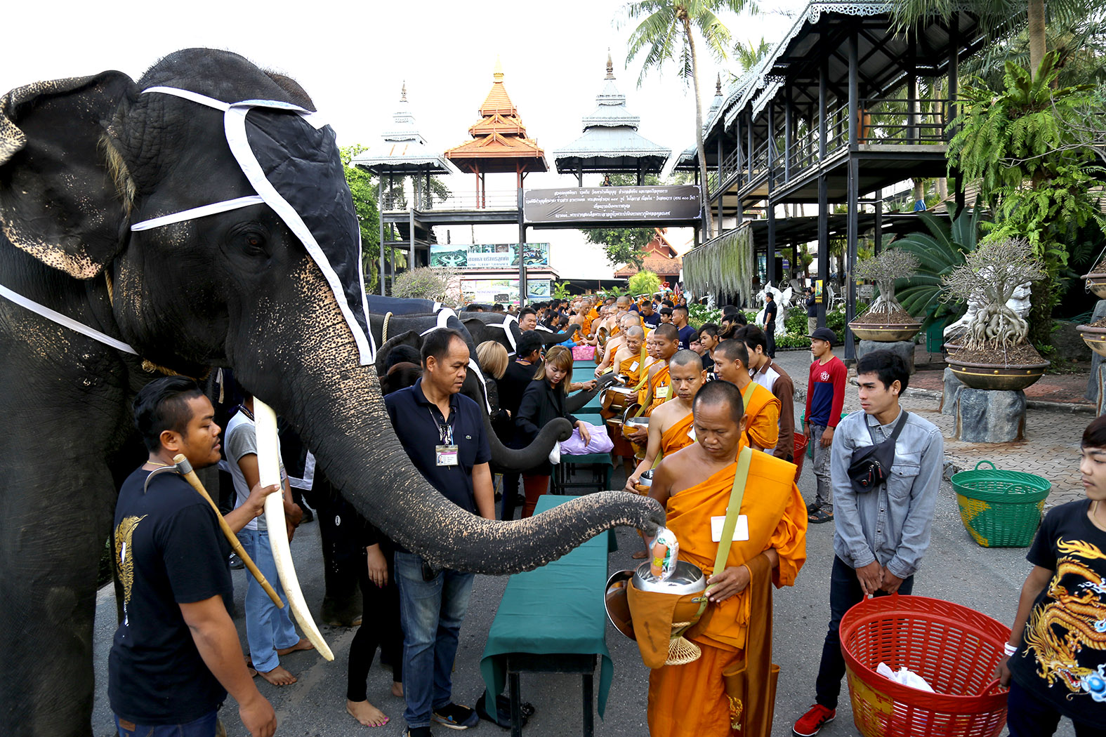 Nine elephants offered alms as Nong Nooch Tropical Garden observed the 100-day anniversary of HM King Bhumibol’s death.