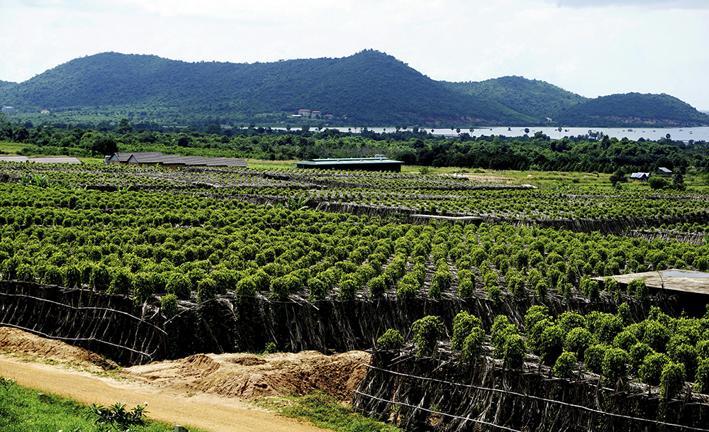 The La Plantation pepper plantation in Kampot, Cambodia. Lauded by celebrity chefs, exorbitantly priced, Cambodia's Kampot pepper is enjoying a renaissance, aided by special recognition and protection from the European Union in 2016. (AP Photo/Denis Gray)