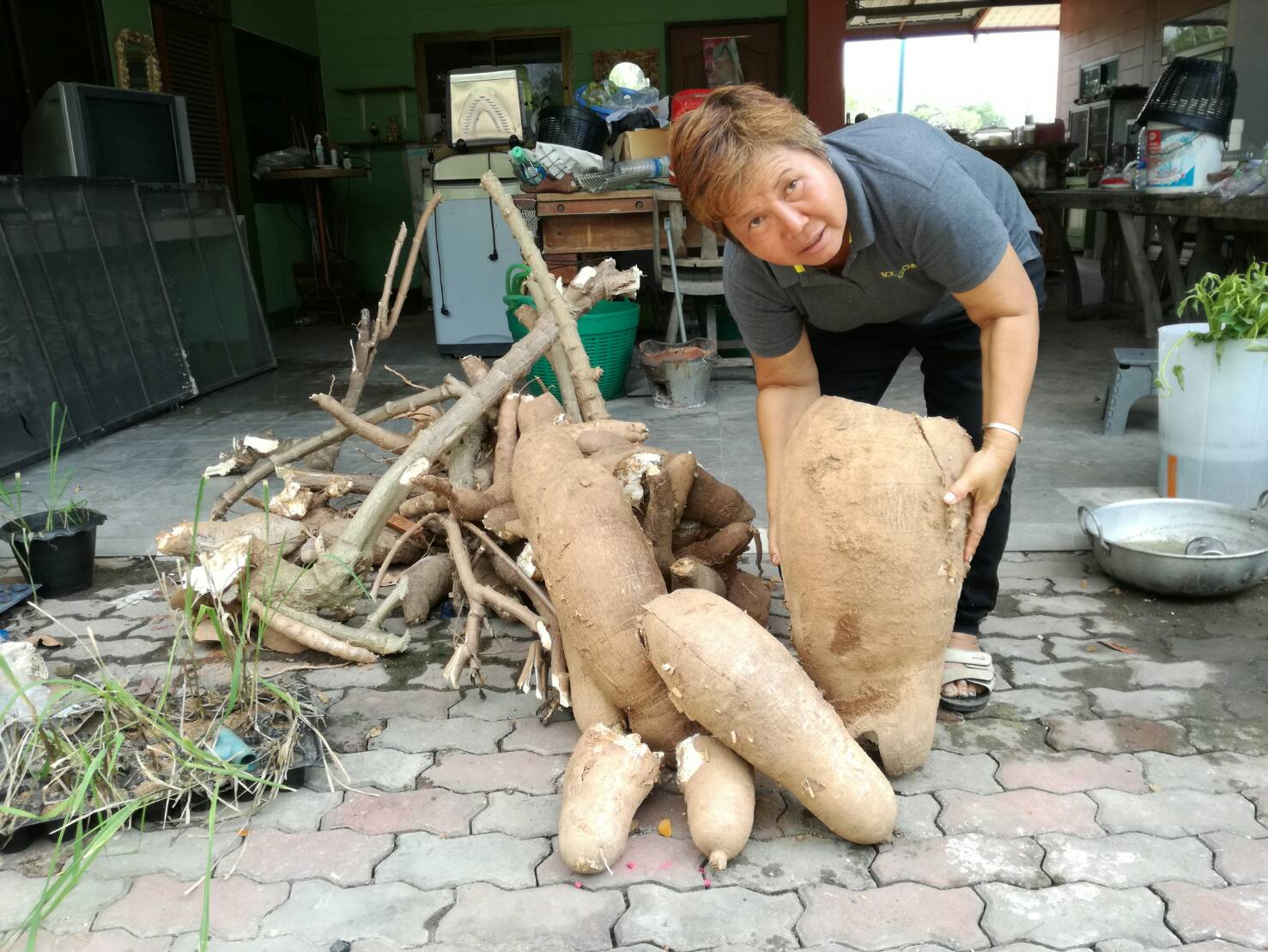 Chaweewan Bill, who grows vegetables in the backyard of her house on Soi Wat Boonkanjanaram 8, dug up a cassava tuber weighing in excess of 25 kilograms, about 150 percent larger than average for her garden. A helper also dug up two nearby tubers weighing 20 kg. and 15 kg.