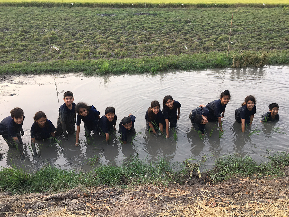 Planting rice can be fun but very tiring.