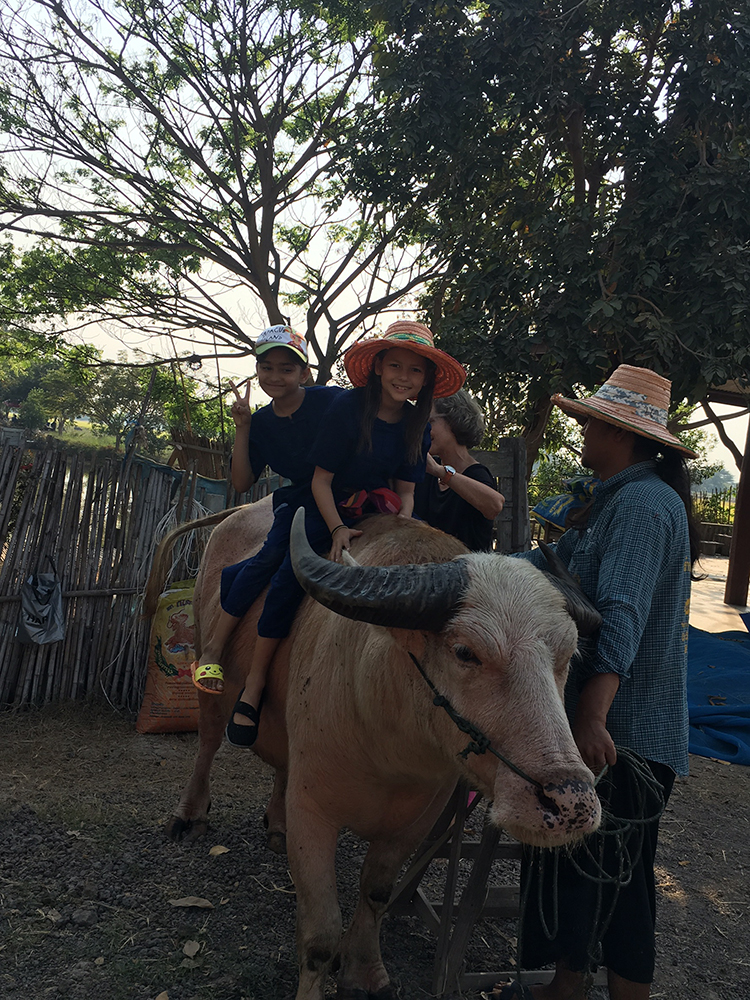 Riding the water buffalo was the highlight of the day.