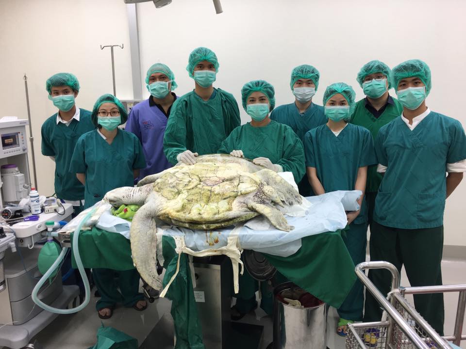 A team of Chulalongkorn University veterinarians prepares to begin an operation to remove 915 coins from Oamsin the turtle’s belly.