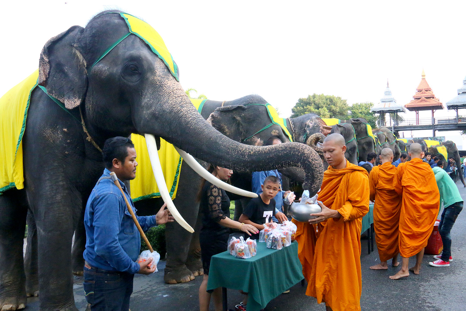 National Elephant Day was celebrated with the pachyderms offering alms to monks...