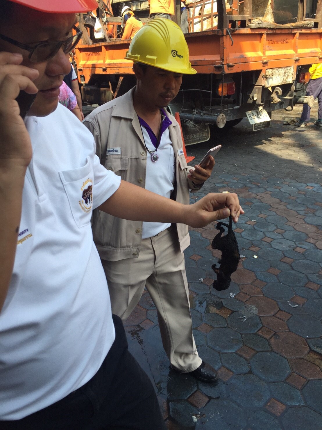 The fried remains of a squirrel that is believed to be the cause of the incident.