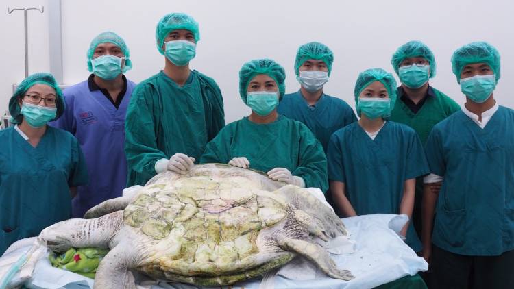 Thailand News 07-03-17 3 PBS Green sea turtle safe after surgery to remove over 900 coins from its stomach 1