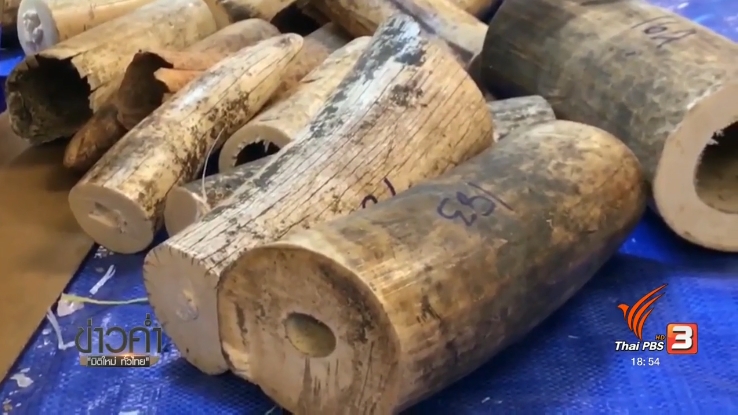 Thailand News 08-03-17 2 PBS Customs seized 17 million baht worth of African ivory 2