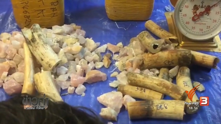 Thailand News 08-03-17 2 PBS Customs seized 17 million baht worth of African ivory 3