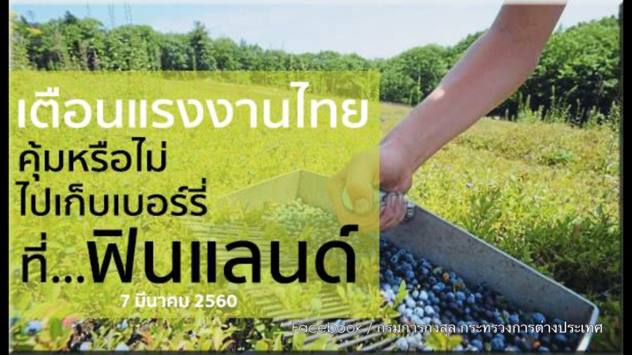 Thailand News 08-03-17 3 PBS Warning against berry picking jobs in Finland 1JPG.