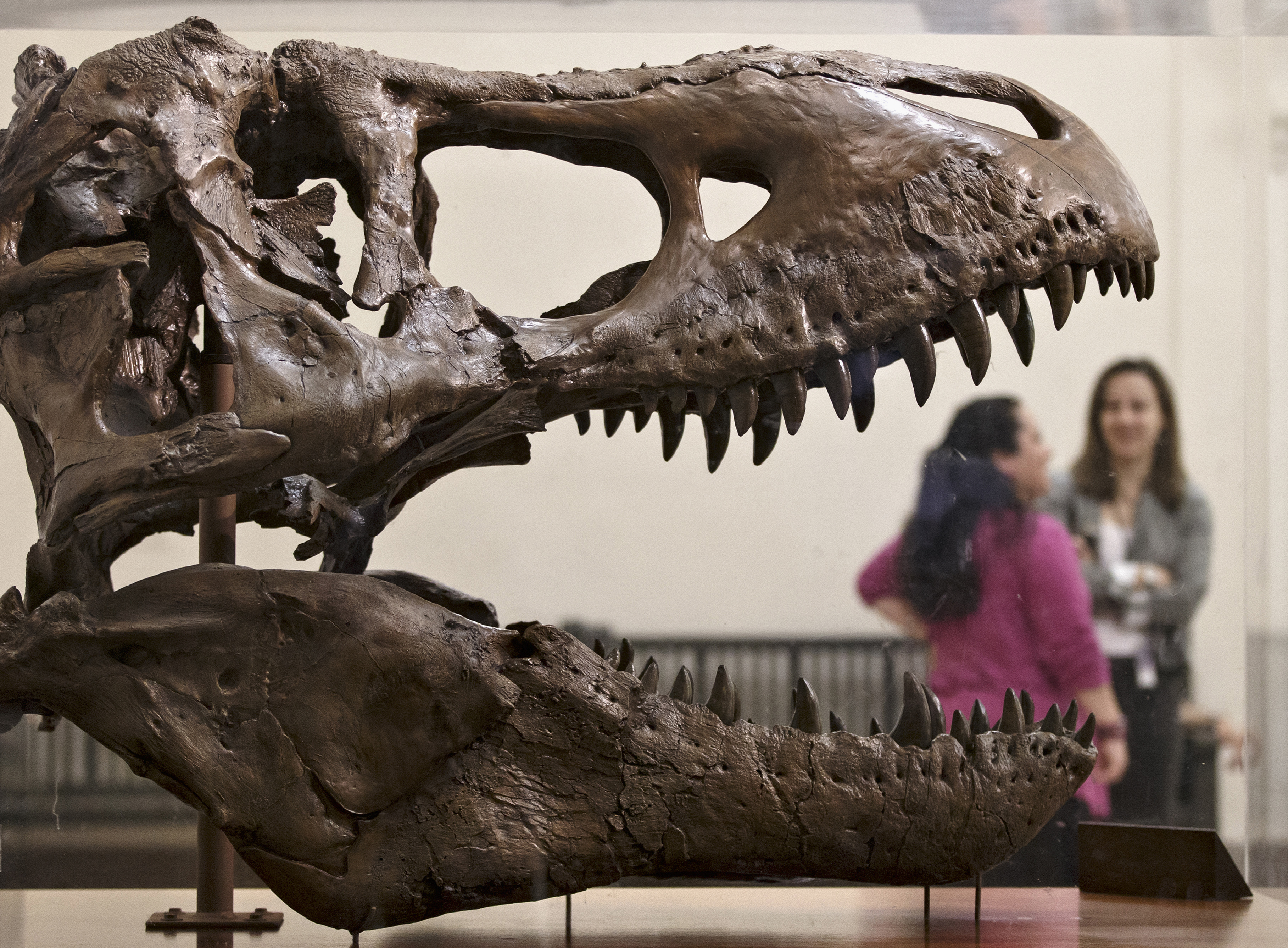 In this April 15, 2014 file photo, a cast of a Tyrannosaurus rex discovered in Montana greets visitors as they enter the Smithsonian Museum of Natural History in Washington. (AP Photo/J. Scott Applewhite, File)