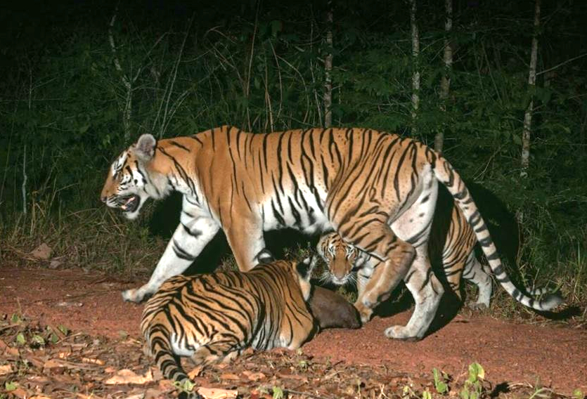 This CCTV image shows wild tigers in the Dong Phaya Yen-Khao Yai Forest Complex area of Thailand. (Photo/Freeland Foundation)