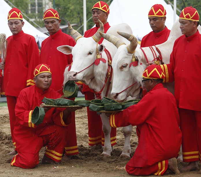 Oxen are presented with a tray of various choices of food by Thai officials in ancient attire during the royal plowing ceremony. (AP Photo/Sakchai Lalit)