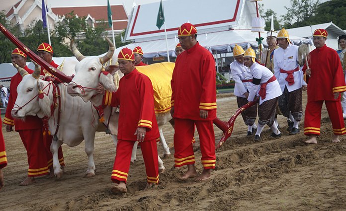 Oxen are guided by attendants during the royal plowing ceremony in Bangkok. (AP Photo/Sakchai Lalit)