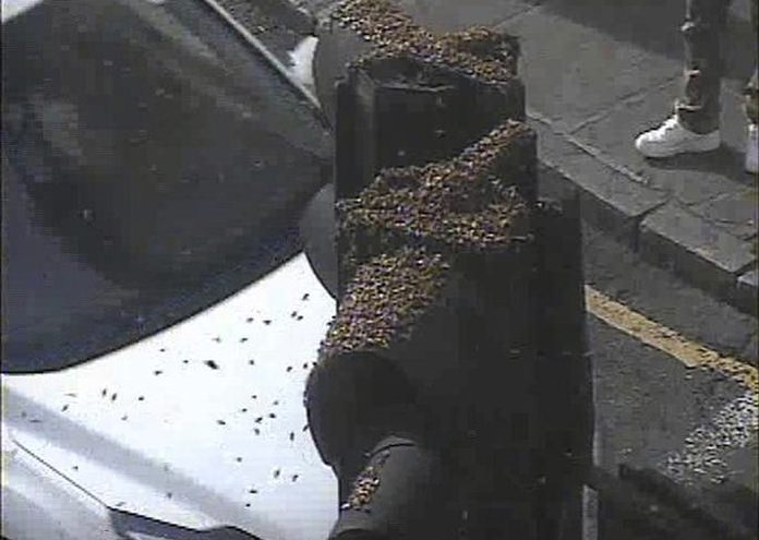 This photo issued by Transport for London (TfL) and taken with a traffic camera, shows a swarm of insects on a traffic light in south-east London, Tuesday May 16, 2017. (Transport for London via AP)