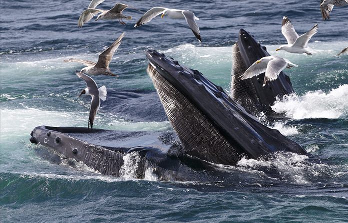 Humpback whales feed at the Stellwagen Bank National Marine Sanctuary off Cape Cod near Provincetown, Mass. A new study explains how the baleen whale family, which includes humpback whales, grew seemingly suddenly only a few million years ago from smaller creatures to the ocean giants they are now. (AP Photo/J. Scott Applewhite)