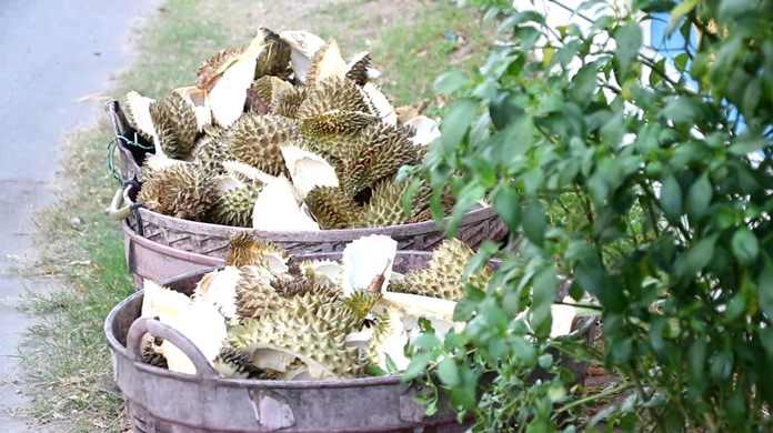 Pattaya Environment workers said they are collecting about two tons of fruity leftovers a day.
