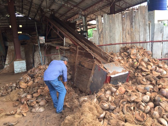 The Chonburi Agricultural Technology Center for Plant Protection plans to combine a new pesticide with another wave of wasps to end a maggot plague that has destroyed 80 percent of the province’s coconut crop.