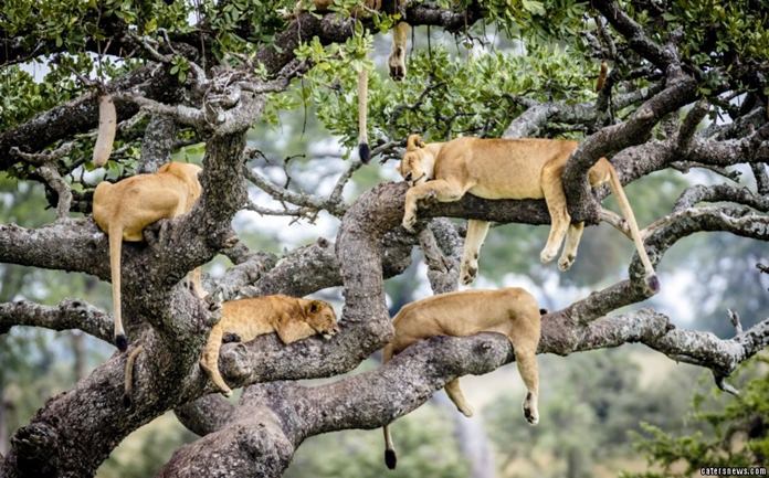 A sleepy pride of lions take a snooze up in a tree.