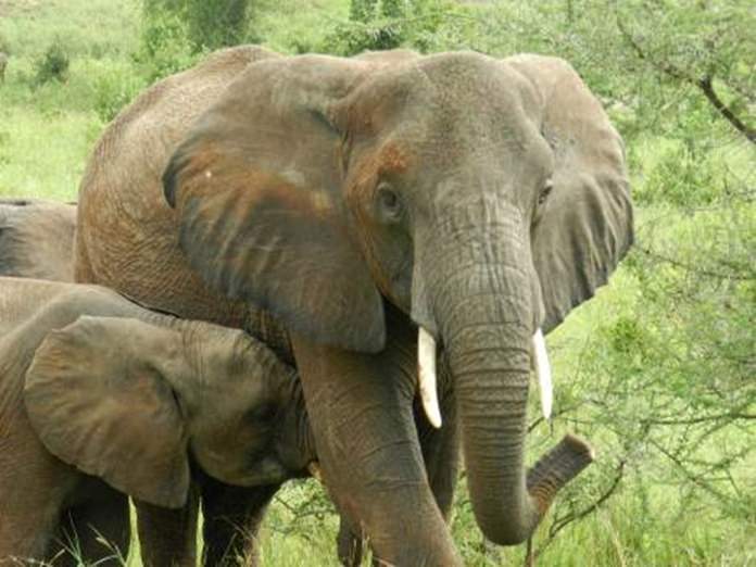 A mother elephant and her adorable attention seeking calf.