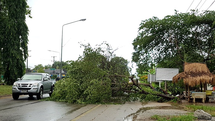 A large calabur tree downed in a violent thunderstorm blocked traffic in Sattahip for an hour.