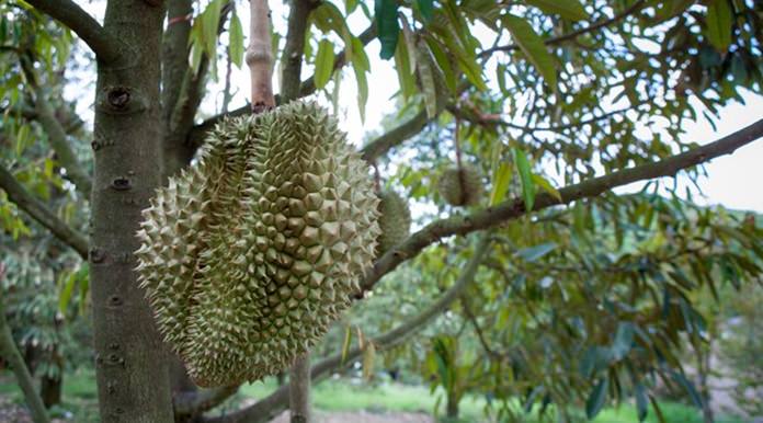 Durian at a fruit orchard in Rayong.