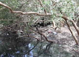 Naklua residents cleaned up the Nokyang canal after heavy rains flooded it with garbage and natural debris.
