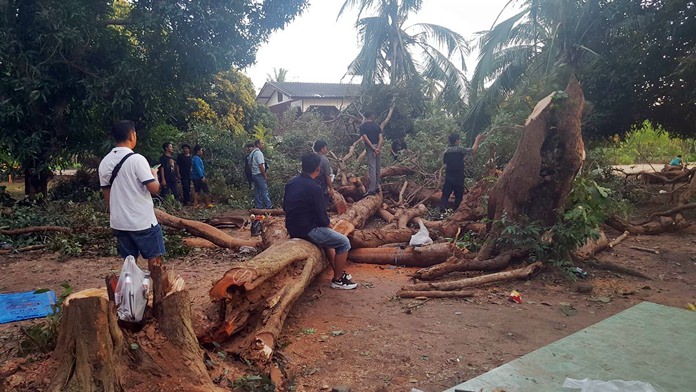 A Pong woman facing charges for cutting down protected timber said she didn’t know the trees were Siamese rosewood.