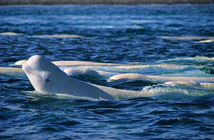 New research aims to find out why highly endangered beluga whales in Alaska’s Cook Inlet have failed to recover despite protective measures.