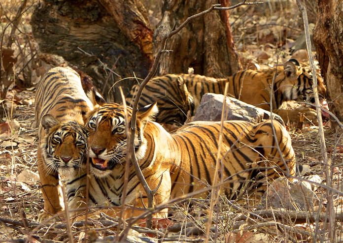 A female tiger at Ranthambore National Park in northern India gets some love from one of her three one-year-old cubs after bringing down a spotted deer during the night for her family to eat. (Dean Fosdick via AP)